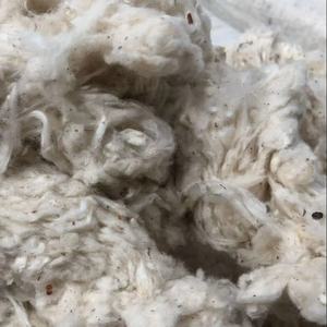 Déchets de coton Lickerin, 100% coton, déchets de coton provenant d'un filature, fournisseur de déchets de coton aux meilleurs prix - Mme Florence - Product Image 6