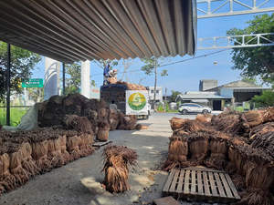 เชือกผักตบชวาไฟเบอร์60ซม. สำหรับงานหัตถกรรมทำไม่มีจุดดำโรงงานในเวียดนาม - Product Image 6