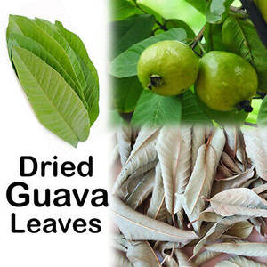 Hojas de guayaba secas en Vietnam: alta calidad y precio competitivo - Product Image 6