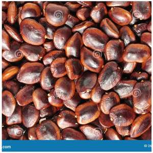 Graines de tamarin polyvalent de haute qualité pour l'agriculture - Product Image 3