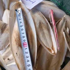 Exportador y Fabricante de Huesos de Sepia Premium de 4 a 6 Pulgadas, Paquetes de 12 Unidades, Disponible en Empaques Minoristas y al por Mayor 19.2 - Product Image 5