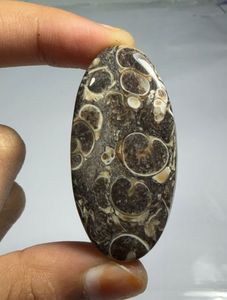 หินอาเกต TURRITELLA แบบคาโบชอง ขายส่งเป็นล็อตตามน้ำหนัก มีรูปทรงและขนาดต่างๆ ใช้สำหรับทำเครื่องประดับ - Product Image 1