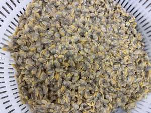 Mariscos Congelados Competitivos, Carne de Almeja Sangrienta IQF LQF HUANGDA, Empaque Personalizable, 24 Meses de Vida Útil, 120-160 Unidades, Origen Fujian - Product Image 4