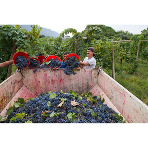 Vendre en gros des raisins à vin frais : Fournisseur fiable pour les vignerons et les entreprises de boissons mondiales, service ODM - Product Image 1
