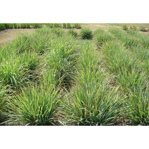 Nettoyant pour sols à l'huile essentielle de cannelle et de citronnelle - Vietnam |   ARÔME FRAÎCHEUR POUR LA NETTOYAGE DOMESTIQUE ET COMMERCIAL - Product Image 2