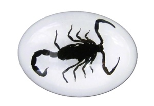 Cabujón Ovalado de Plástico con Espécimen Real de Escorpión Negro 18x25 mm Base Plana Blanca para Manualidades y Joyería - Product Image 5