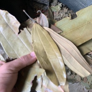 ใบอบเชยบดออร์แกนิก ราคาแข่งขัน เยนไป๋ เวียดนาม |   กลิ่นหอมธรรมชาติบริสุทธิ์สำหรับอุตสาหกรรมชาและธูปหอม อายุการใช้งาน 24 เดือน - Product Image 1
