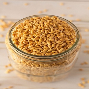 High Grade Durum <b>Wheat</b> <b>Seeds</b> With Premium Grain Characteristics For Milling Pasta Production And Professional Food Processing - Product Image 3
