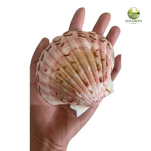 Conchas de Vieira Naturales Ecológicas y Coloridas, Pulimentadas para Decoración del Hogar, Manualidades, Decoración de Bodas, Proveedor Mayorista - Product Image 2