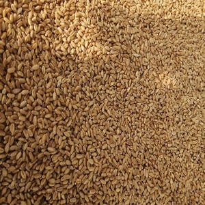 Cereales de Trigo Integral de Grano Largo, Naturales, Puros y Orgánicos, con Selección de Primera Calidad y Suministro Confiable - Product Image 5