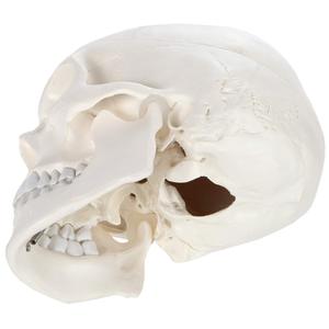Modelo de Cráneo Humano de Tamaño Real, 3 Partes, PVC, Cráneo Anatómico con Mandíbula Móvil, Calvario y Dientes Extraíbles para Enseñanza Médica - Product Image 3