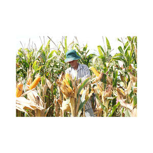 Venta al por mayor de maíz blanco/amarillo a granel: Granos de maíz amarillo seco/maíz en grano a precio de oferta, maíz blanco en grandes cantidades - Product Image 5