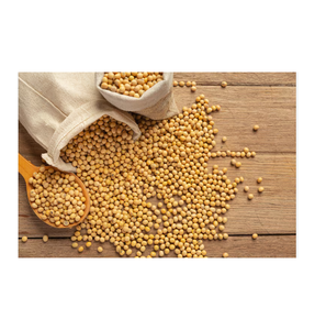 SHUBHALAXMII FOOD INDUSTRY Soja Fresca con Alto Contenido de Proteínas para Procesamiento de Alimentos y Uso en Piensos (Origen Maharashtra) - Product Image 3
