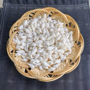 Petite coquille marine pour la création de bijoux artisanaux, coquille naturelle, prix direct d'un fournisseur vietnamien. - Product Image 3