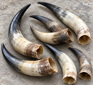 Assortiment de cornes de vache naturelles courbées, en tons brun bio et ivoire, pour la production artisanale et les fournitures de sculpture - Product Image 6