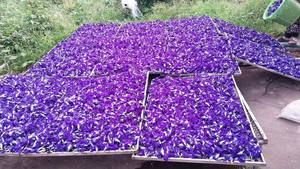 ชาสมุนไพรแอนโธไซยานินธรรมชาติชาถั่วผีเสื้อสีน้ำเงิน - Product Image 4