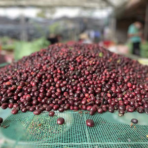 Café Robusta Vietnamita Procesado con Miel, 100% Tostado Francés, Granos de Alta Calidad con Aroma Intenso - Product Image 1