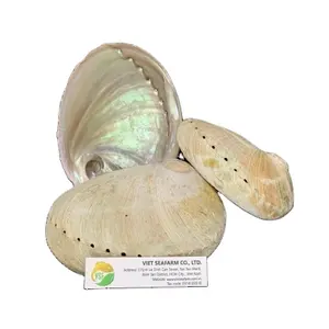 Abalone Shell Handwerk-Abalone Shell Cleaning Handwerk-Hoge Kwaliteit En Beste Prijs In Vietnam