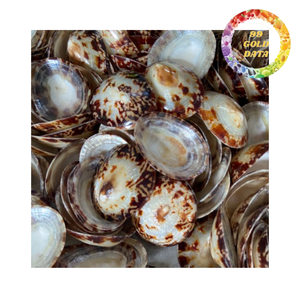 Conchas de limpets de alta calidad para manualidades, decoración de acuarios y diseño de interiores con temática playera - Product Image 4