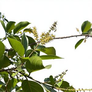 Suplemento de salud a base de hierbas Producto agrícola Black Terminalia Chebula - Product Image 2