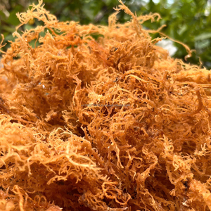 Alga Marina Seca Eucheuma Spinosum (Vietnam) - Marca KIM MINH |   Calidad Premium |   Vida útil de 24 meses |   Embalaje de Bolsas - Product Image 2