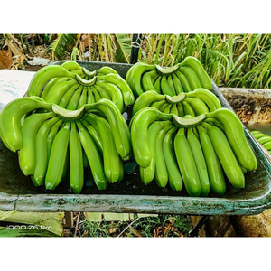 Bananes Cavendish vertes de qualité supérieure, fraîchement récoltées pour la cuisson, la friture, les chips et la chaîne d'approvisionnement commerciale - Product Image 6