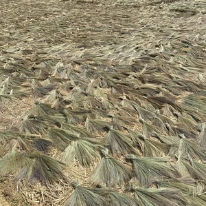 Materia Prima de Escoba de Hierba de Vietnam, Materia Prima para la Fabricación de Escobas de Hierba - Product Image 3