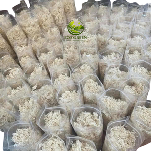 Musgo Marino Natural, Superalimento, Musgo Irlandés Crudo Seco, Alto Contenido Mineral, para Bebidas Saludables y Ingredientes Alimenticios - Product Image 3