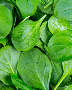 FRESH <b>BABY</b> SPINACH FROM VIETNAM – PREMIUM QUALITY, CHILLED EXPORT, YEAR-ROUND SUPPLY - Product Image 4