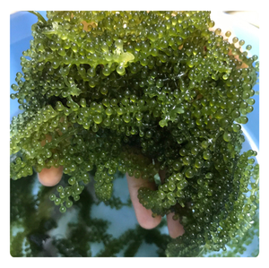 Uvas de Mar Deshidratadas, Producto Más Vendido 2026, Snack Saludable de Algas Secas - Product Image 6