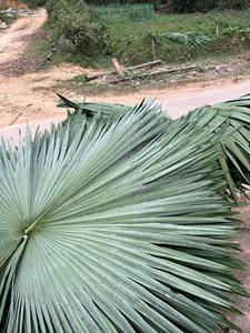 ซัพพลายเออร์เวียดนาม ผลไม้แห้ง มะม่วงหิมพานต์หั่นเป็นชิ้น วัตถุดิบผลไม้เมืองร้อน สำหรับทำขนม ใช้ในร้านค้าปลีก บรรจุภัณฑ์สำหรับครอบครัว 500 กรัม - Product Image 5