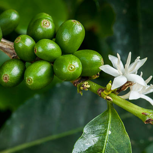 Natural unroasted Vietnam <b>Robusta</b> <b>beans</b>, OEM/ODM export grade, bulk <b>coffee</b>, fresh harvest, 12% moisture quality - Product Image 5