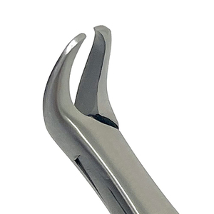 Pinzas de Extracción Dental # Pinzas de Extracción 151 de Acero Inoxidable para Dientes Bicuspide, Incisivo Inferior y Raíz Inferior - Product Image 4