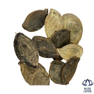 Coquille d'opercule de Murex de haute qualité, durable, très demandée, pour extrait de parfum et matériau d'encens, vente en gros - Product Image 1