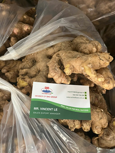 Proveedor de Jengibre Fresco de Vietnam que Ofrece Jengibre Limpio y Lavado para Empresas Importadoras en el Extranjero, Envío en Contenedor - Product Image 4