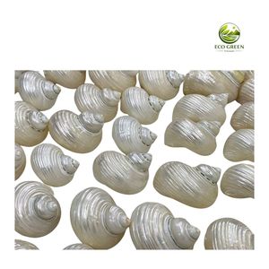 เปลือกหอยสังข์สีเขียวธรรมชาติ เปลือกหอยมุกขนาดใหญ่ สำหรับงานศิลปะ งานฝีมือ ทำเครื่องประดับ ตกแต่งบ้าน ขายส่ง - Product Image 5