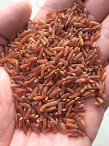 ข้าวแดงเมล็ดยาวเวียดนาม แห้ง 5% ข้าวหัก 5% ได้รับการรับรองมาตรฐานความปลอดภัยอาหารสหภาพยุโรป ได้มาตรฐาน ISO HACCP จากโรงงานในเขตแม่น้ำเมกงใต้ - Product Image 5