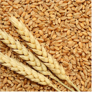 Trigo Duro de Primera Calidad para Exportación, Venta al Por Mayor, Grado Alimenticio, Listo para Enviar, Suministro a Granel, Larga Vida Útil, Precio Económico - Product Image 1