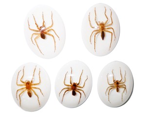 Araña Acuática, Espécimen Real, Cabujón de Plástico Ovalado de 30x40 mm, Base Plana Blanca, para Manualidades y Joyería - Product Image 5