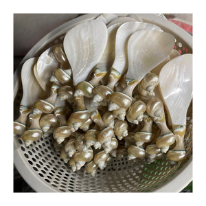 Cuchara de Concha de Abulón Orgánica, Utensilio de Cocina Perfecto para Mezclar Bebidas Calientes, Enviado Directamente desde Vietnam - Product Image 5
