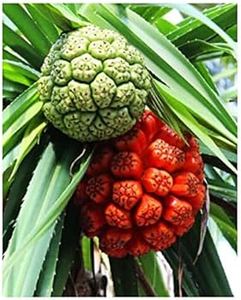 ALOURA <b>OILS</b> Majmua Kewda Attar <b>Oil</b> 100% Pure Steam Distilled Herbal Woody Aromatherapy Natural Organic Sandalwood Long-Lasting - Product Image 2