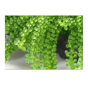 Umidoto Fresco, Caviar Verde de Uvas de Mar, Producto Preferido del Mercado, Proveedor de Vietnam - Product Image 1