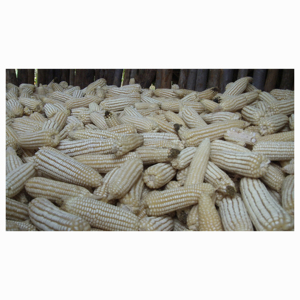 Bulk White Corn Supplier for Feed <b>Mills</b> Livestock Nutrition Poultry Industry and International Trade Companies - Product Image 6