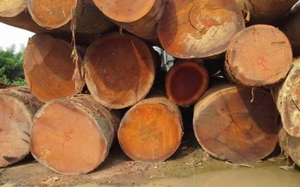 Troncos de Madera Cruda de Primera Calidad para Exportación, para Aplicaciones de Calefacción con Biomasa y Servicios de Empaquetado a Granel Confiables - Product Image 4