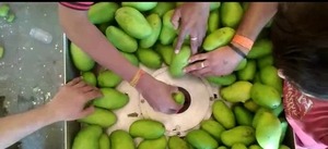 Máquina Cortadora de Cuartos de Mango Crudo, Cortadora de Vegetales de Acero Inoxidable, Equipo de Procesamiento de Alimentos de Alta Capacidad - Product Image 2
