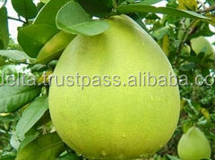 Hot Selling 2022 Green Skin Pomelo Made in Vietnam Factory Price and Premium Quality/ Nick +84 971 640 759 - Product Image 4