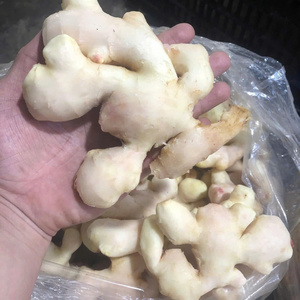 Jengibre Joven Congelado Vietnamita Premium Marca Tinimex, Bolsa de Malla de 20 kg, Caja de Cartón para Procesamiento de Alimentos B2B - Product Image 3