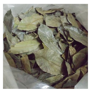 Hojas de guanábana seleccionadas para la producción de té de hierbas y suministro a granel de ingredientes a nivel mundial - Product Image 1