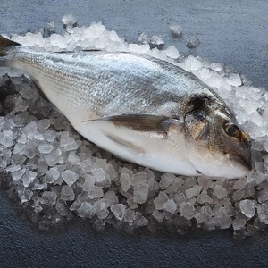 Prix de gros pour le dorade congelé destiné aux cuisines commerciales, aux commerçants en produits de la mer, aux magasins de détail et aux fournisseurs professionnels de produits alimentaires - Product Image 5