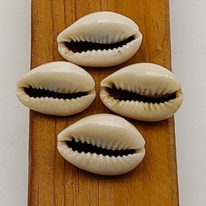 Conchas de cauri para decoración de sombreros y joyería, la mejor opción, conchas de cauri naturales a precio económico. - Product Image 5